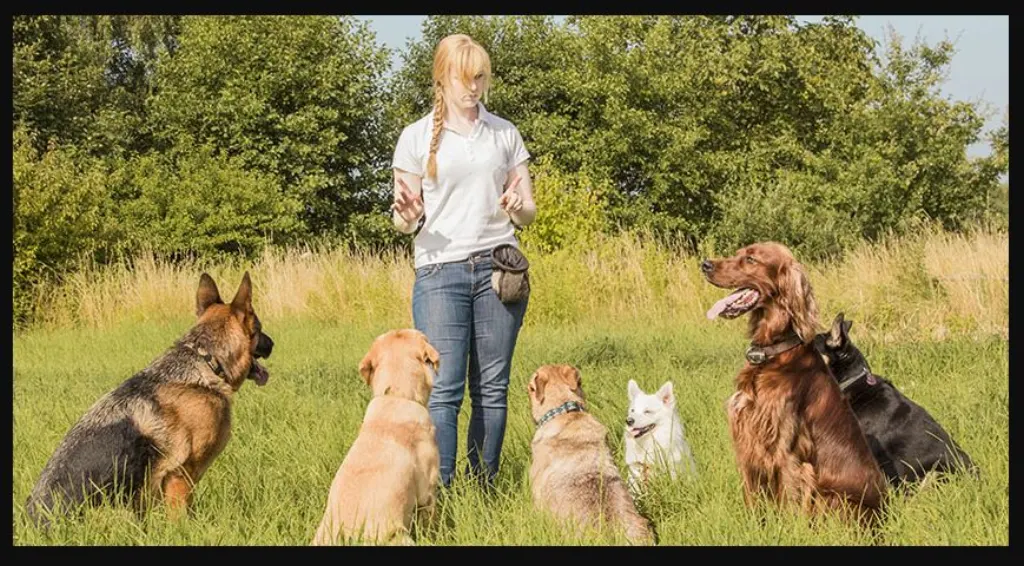 5 Conseils essentiels à apprendre à son chien