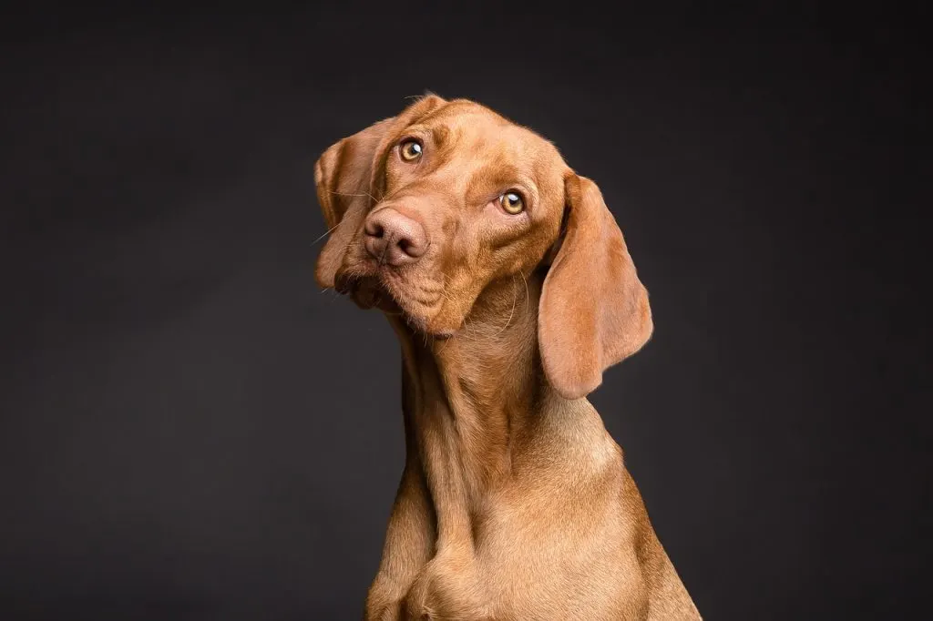 ▶ Achat collier de dressage etanche chien pas cher | Avis et Conseil