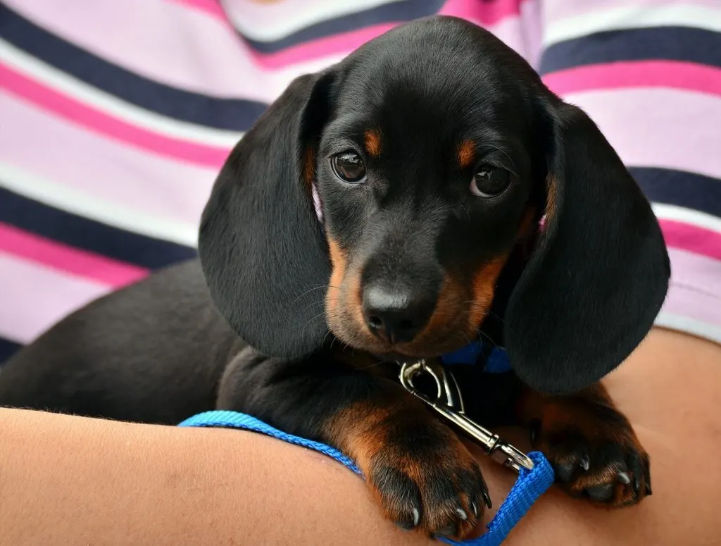 ▶ quelle est la meilleur assurance santé pour chien, Assurance Animaux Pas Cher, Comparatifs Gratuits