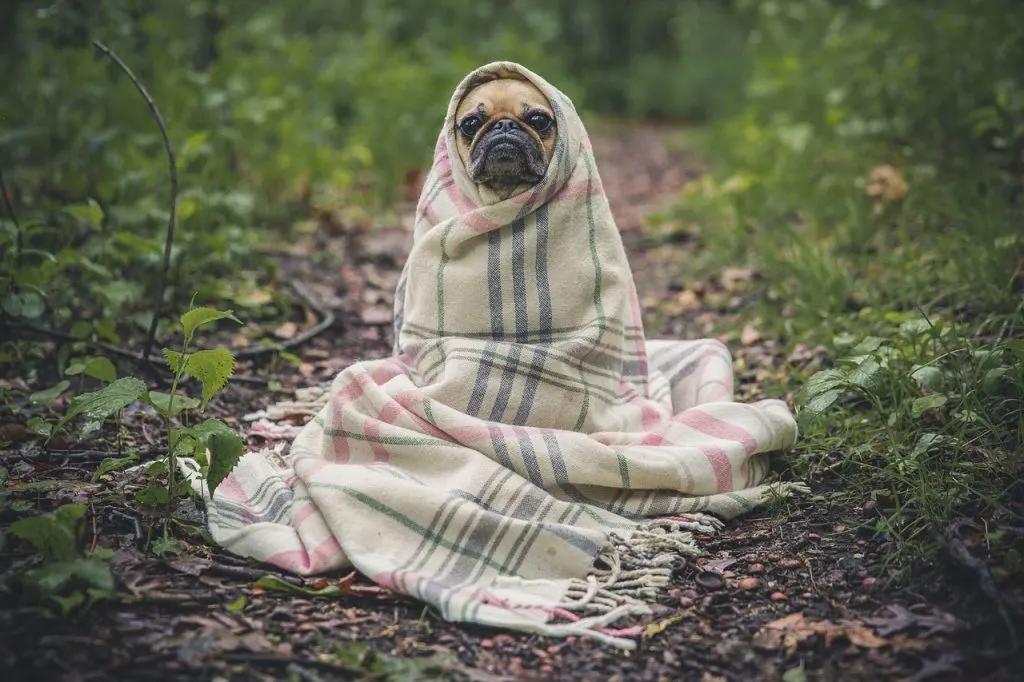 ▶ Achat laisse de dressage pour chien pas cher | Avis et Conseil