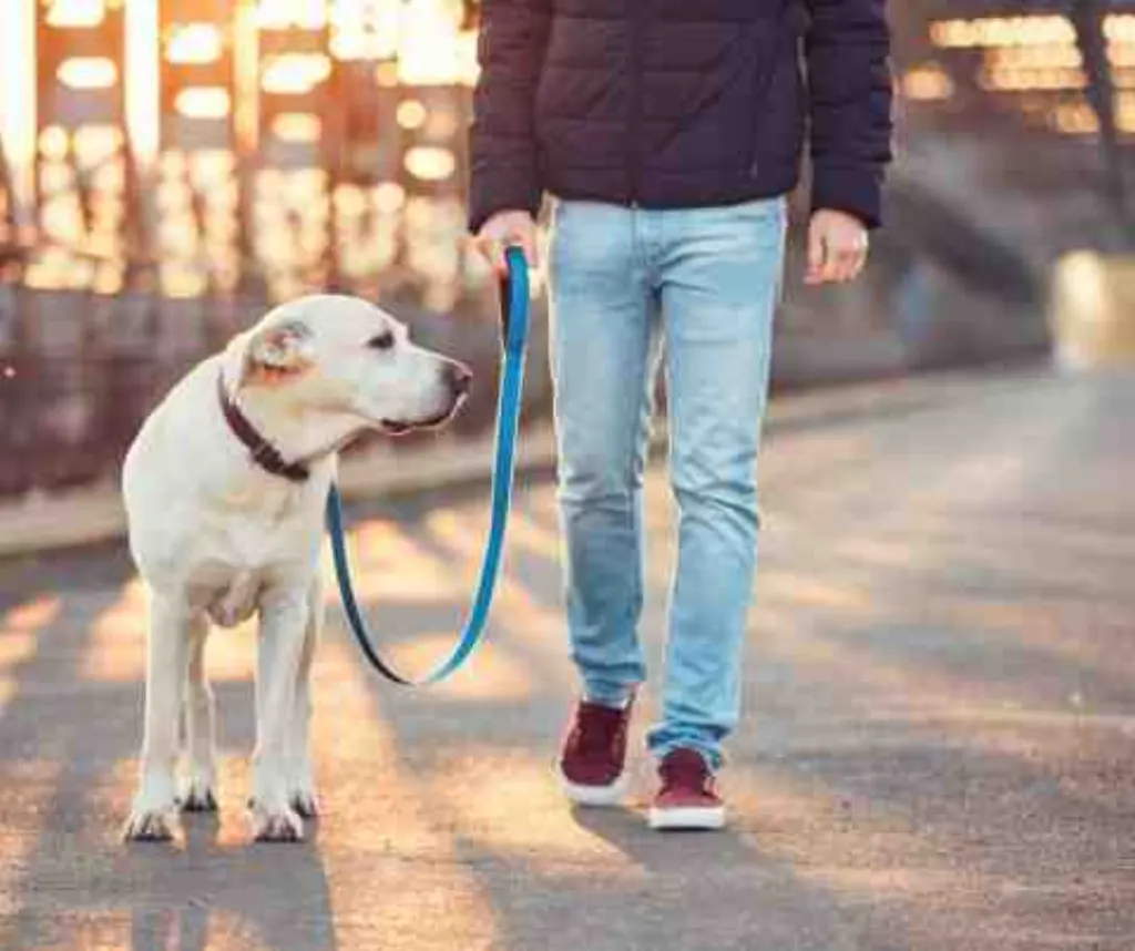 Comment calmer un mâle en chaleur ?