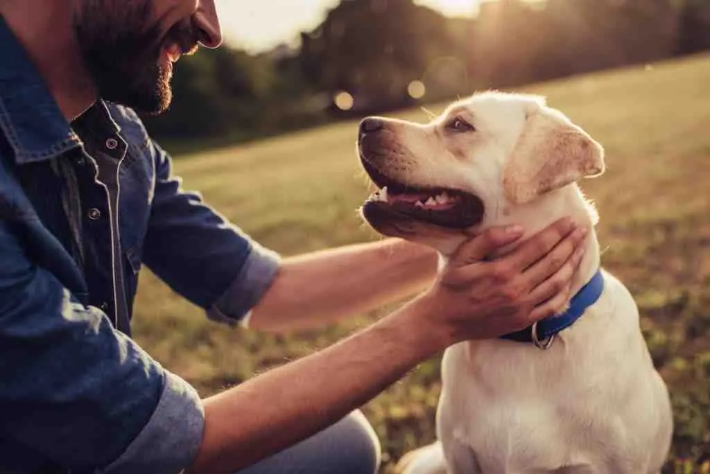 Comment créer un répulsif naturel pour chien ?