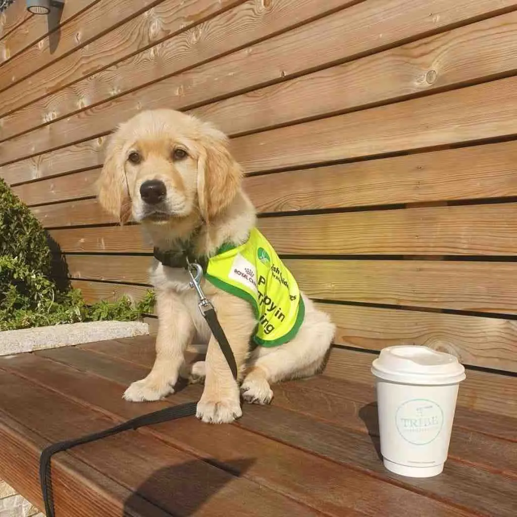 Comment donner à manger à son chiot ?