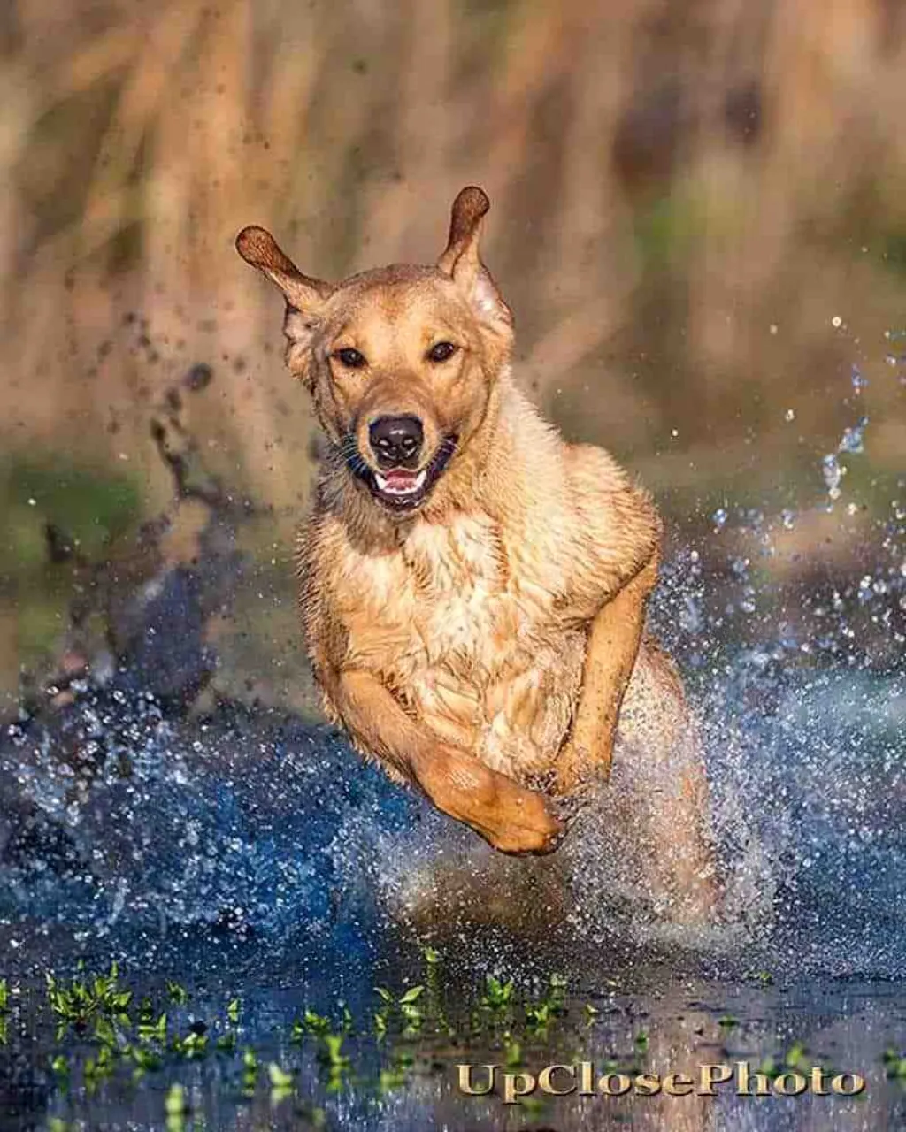 Comment dresser un chien de 2 mois ?