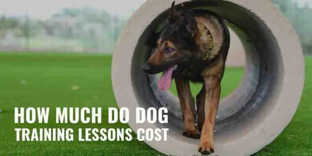 Comment faire pour que mon chien arrête de faire pipi partout ?