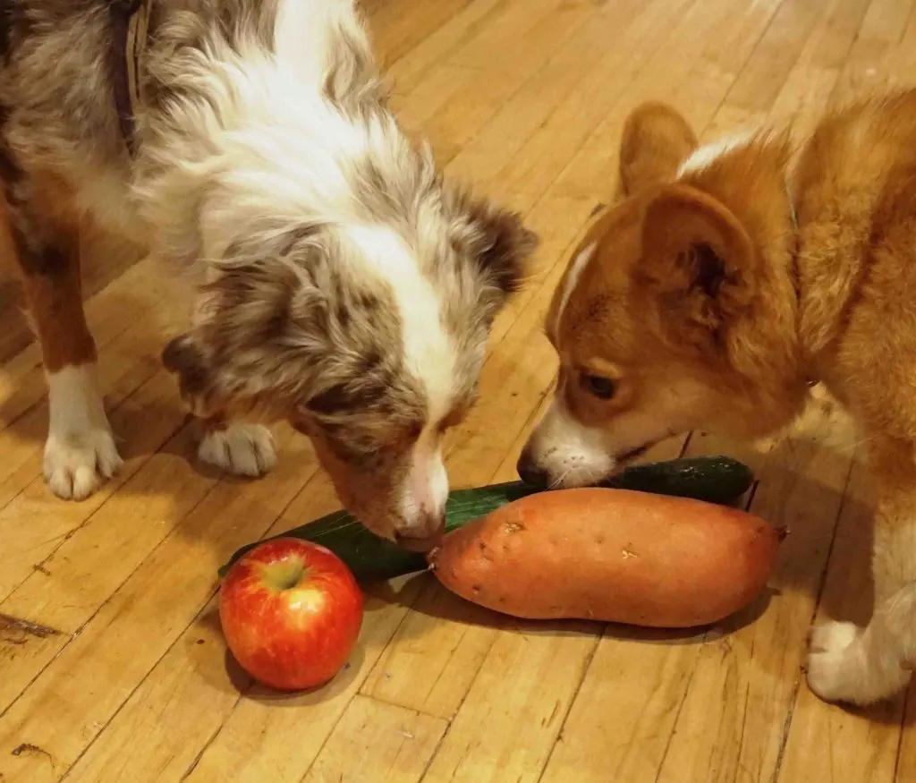 Comment féliciter son chien ?