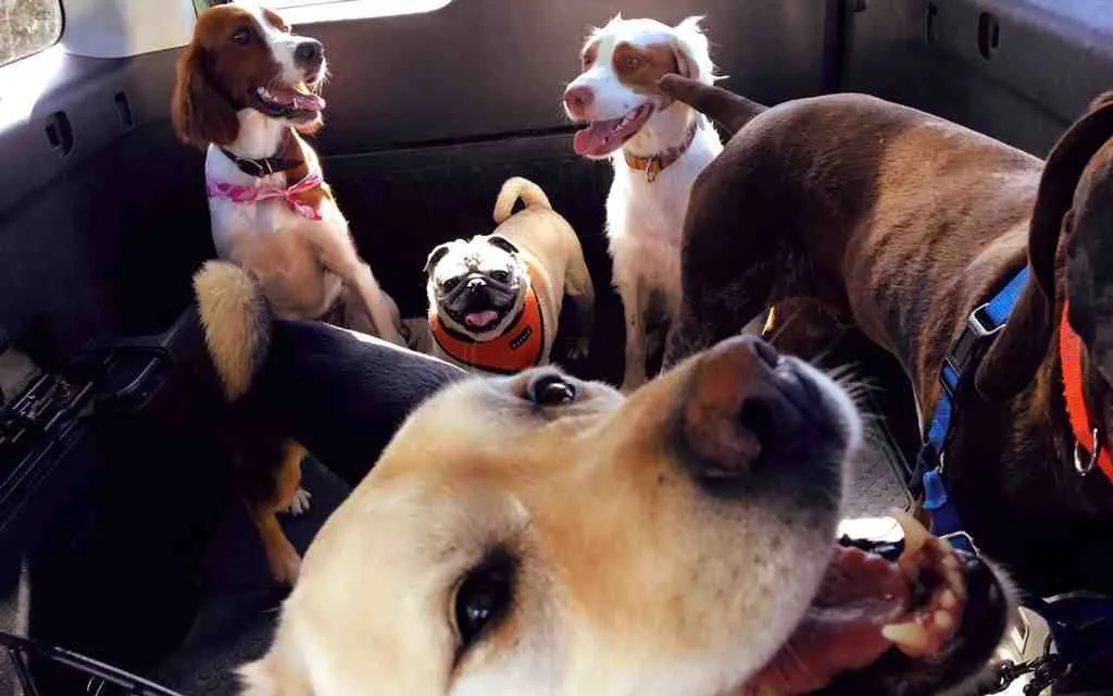 Comment s'appelle un dresseur de chien ?
