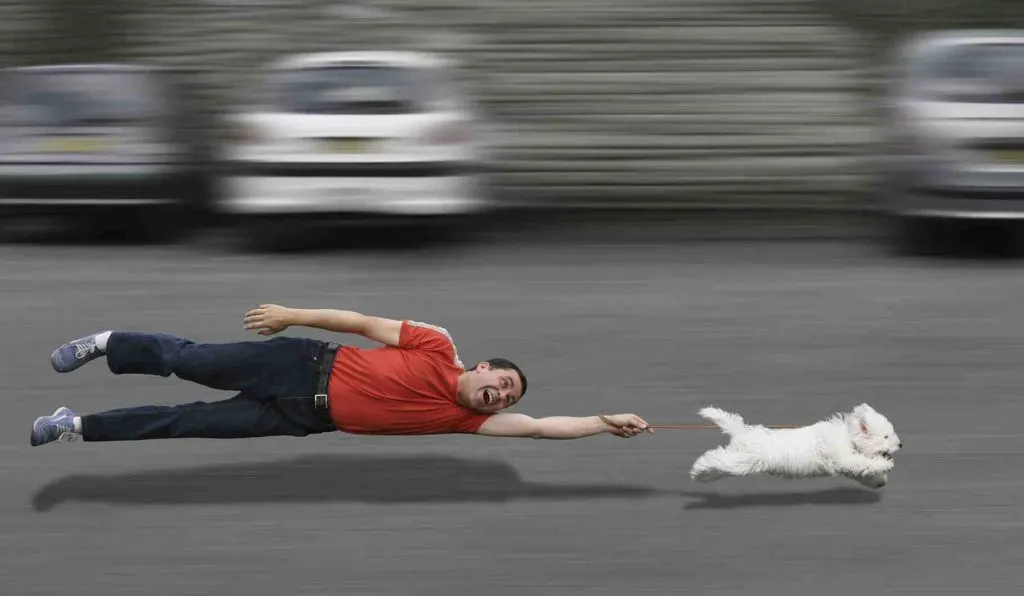 Comment savoir si mon chien a des courbatures ?