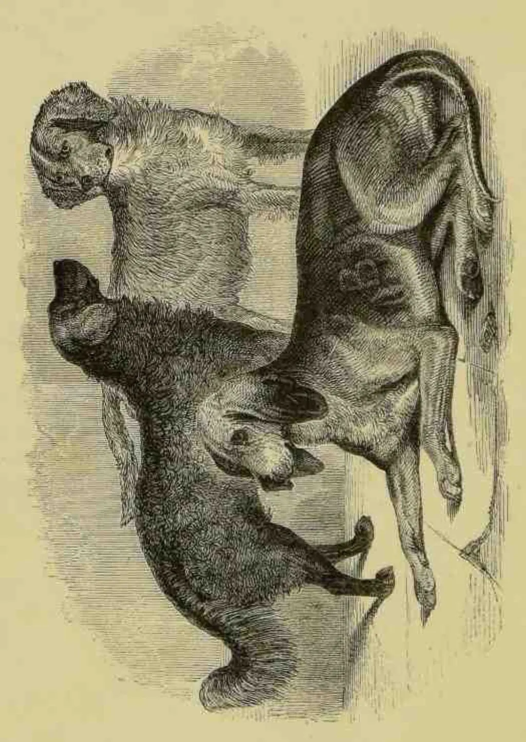 Dressage chien qui saute sur les gens [year]