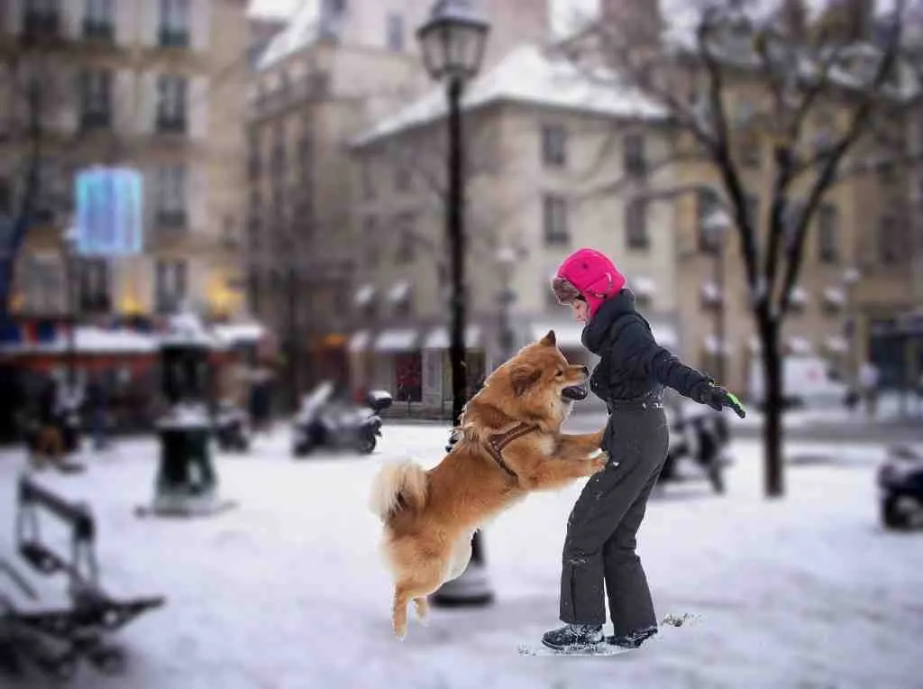 Pourquoi mon chien a toujours envie de faire l'amour ?