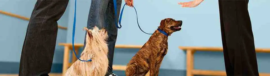 Pourquoi mon chien est agité ?