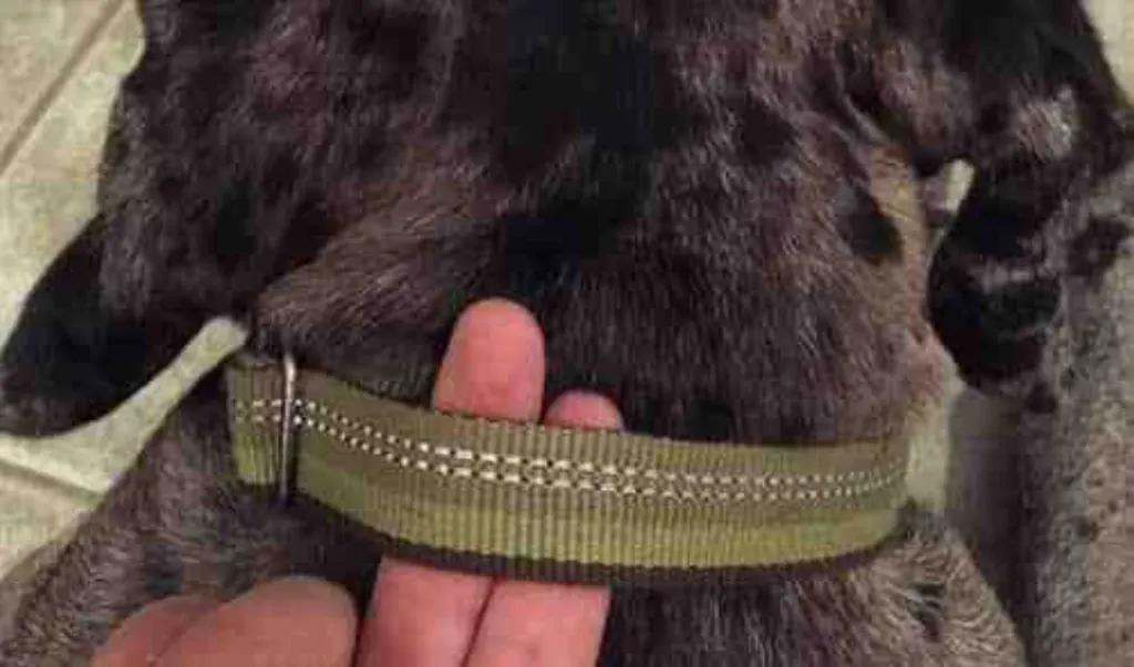Quel âge pour le dressage d'un chien ?