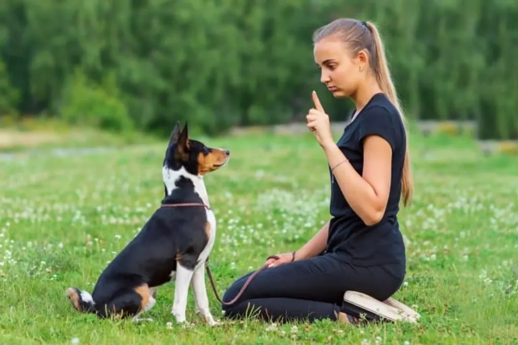 A young woman trains her Basenji dog on the grass in the summer park.