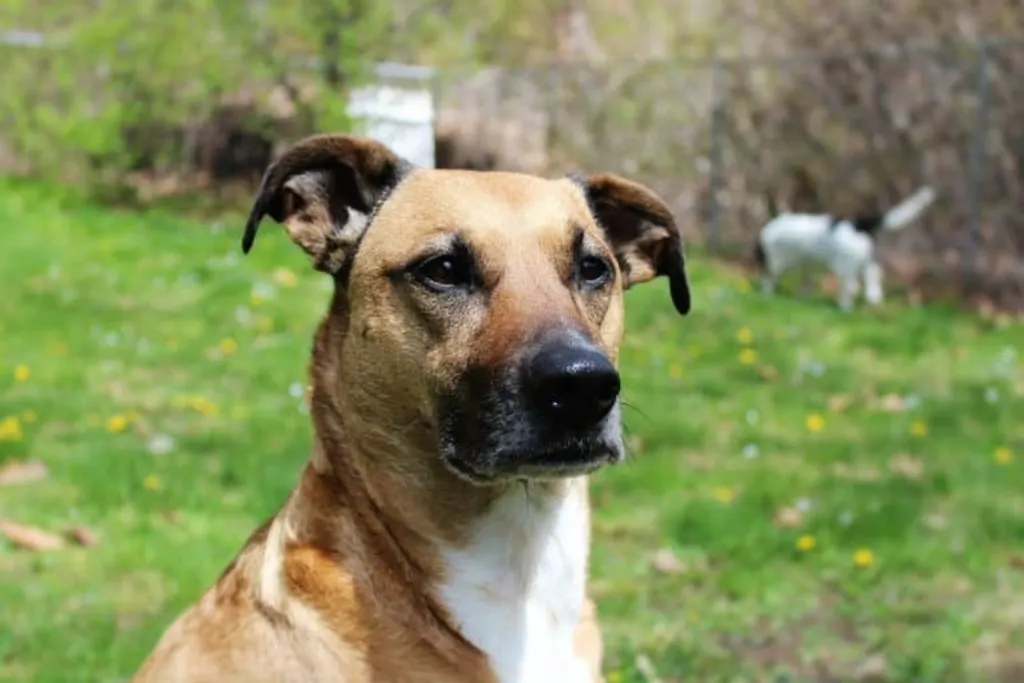 découvrez les actions de sauvetage des chiens et comment vous pouvez venir en aide aux chiens en détresse avec dog rescue.