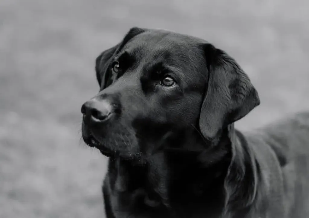 découvrez l'univers fascinant du shooting photo de chiens, où chaque cliché capture la personnalité unique de votre compagnon à quatre pattes. apprenez des astuces pour mettre en valeur votre chien lors de séances photos et sublimez vos souvenirs.