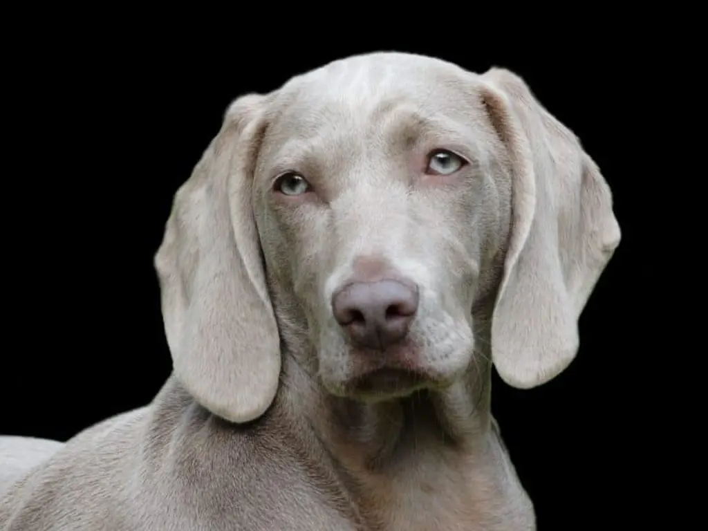 découvrez les conséquences tragiques de l'abandon des chiens et les moyens d'agir pour protéger ces animaux. informez-vous sur les refuges, les initiatives de sensibilisation et comment adopter un chien pour lui offrir une seconde chance.