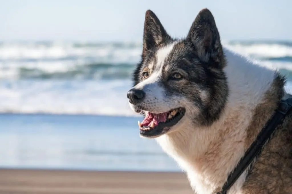découvrez les plages adaptées aux chiens, où votre fidèle compagnon peut s'ébattre en toute liberté. profitez de paysages magnifiques, d'activités amusantes et d'un accueil chaleureux pour les animaux. parfait pour des vacances inoubliables en famille avec votre chien!