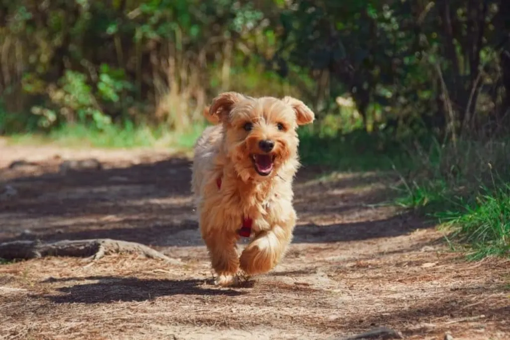 découvrez tout sur les chiens guides : leur rôle essentiel pour les personnes malvoyantes, leur entraînement spécialisé et l'impact qu'ils ont sur la vie de leurs maîtres. apprenez comment ces compagnons fidèles améliorent l'autonomie et la sécurité au quotidien.