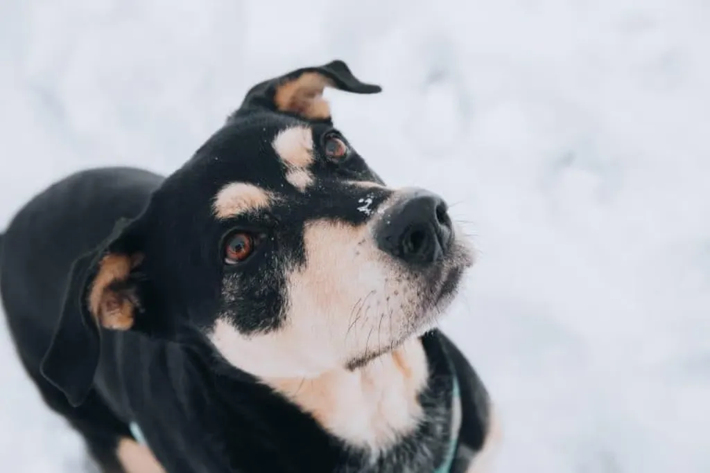 découvrez tout sur les chiens : conseils de soins, races populaires, éducation, santé et bien-être. apprenez à mieux comprendre votre fidèle compagnon et à créer un lien exceptionnel avec votre animal.