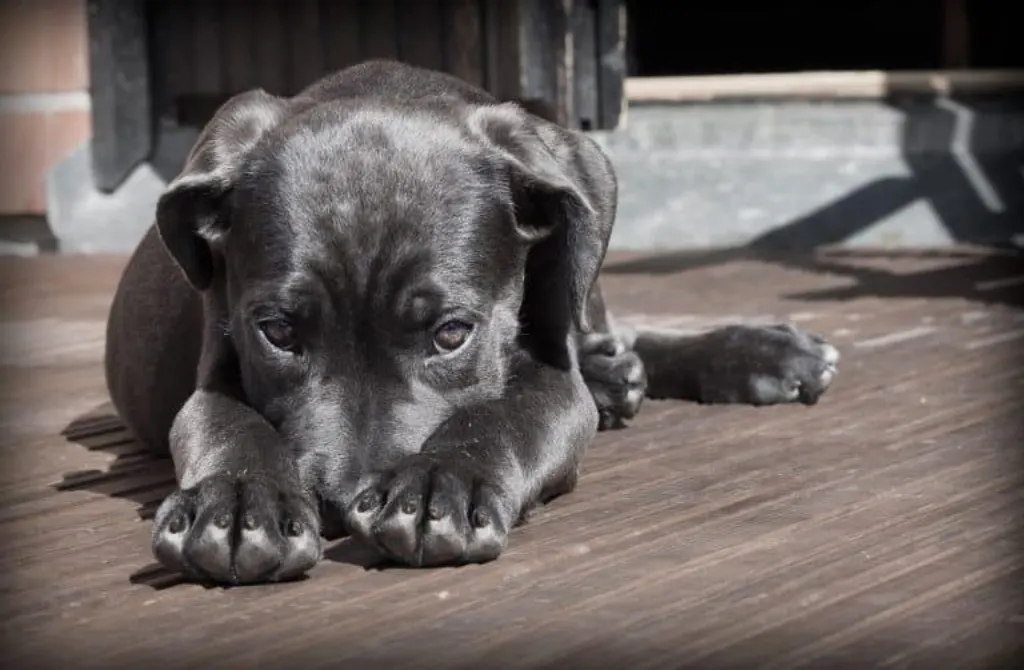 découvrez tout ce qu'il faut savoir sur les chiens : conseils de dressage, soins, nutrition et bien-être pour votre meilleur ami à quatre pattes.