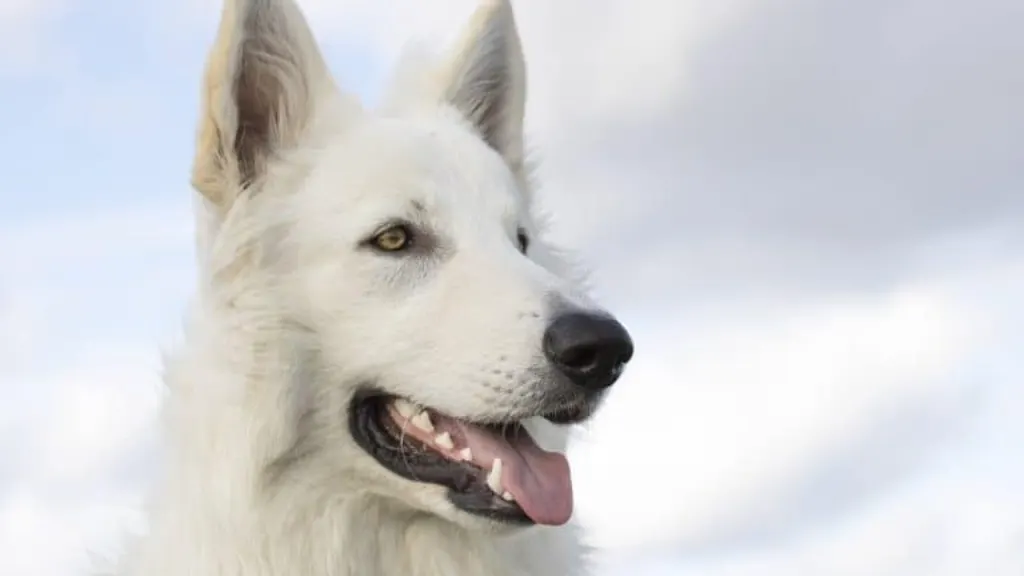 découvrez tout sur les chiens : conseils sur l'éducation, la santé, les races et les besoins spécifiques de ces animaux de compagnie fidèles. améliorez votre relation avec votre chien grâce à nos articles et astuces.