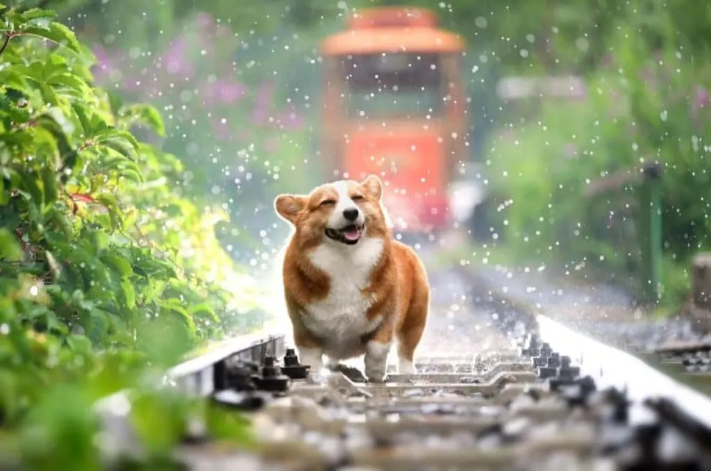 découvrez les émotions des chiens : comment ils ressentent et expriment des sentiments tels que la joie, la tristesse, l'anxiété et l'amour. explorez le langage corporel canin et apprenez à mieux comprendre votre compagnon à quatre pattes.