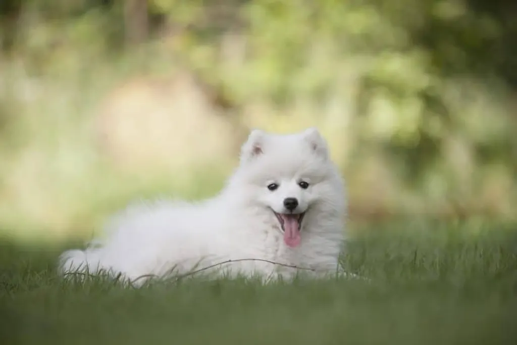 découvrez les émotions des chiens : apprenez à comprendre ce que ressent votre fidèle compagnon à travers ses comportements, ses expressions et ses réactions. explorez le monde émotionnel canin pour renforcer votre lien avec votre animal.