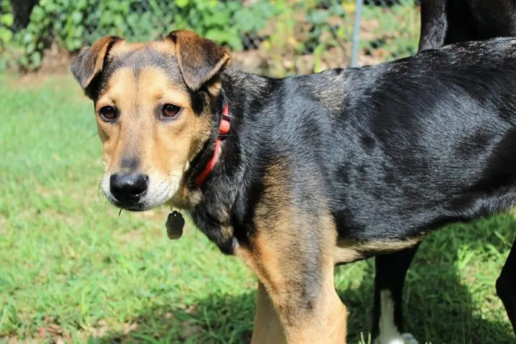 découvrez notre mission dédiée au sauvetage des chiens abandonnés et maltraités. rejoignez-nous pour aider à offrir une seconde chance à ces animaux en détresse et à leur trouver des foyers aimants.