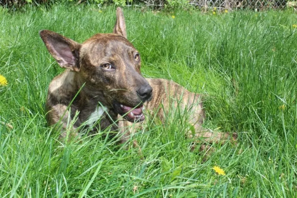 découvrez notre mission dédiée au sauvetage des chiens. rejoignez-nous pour aider ces animaux abandonnés à trouver un foyer aimant et sécurisé. participez à notre action pour offrir une nouvelle vie aux compagnons à quatre pattes.