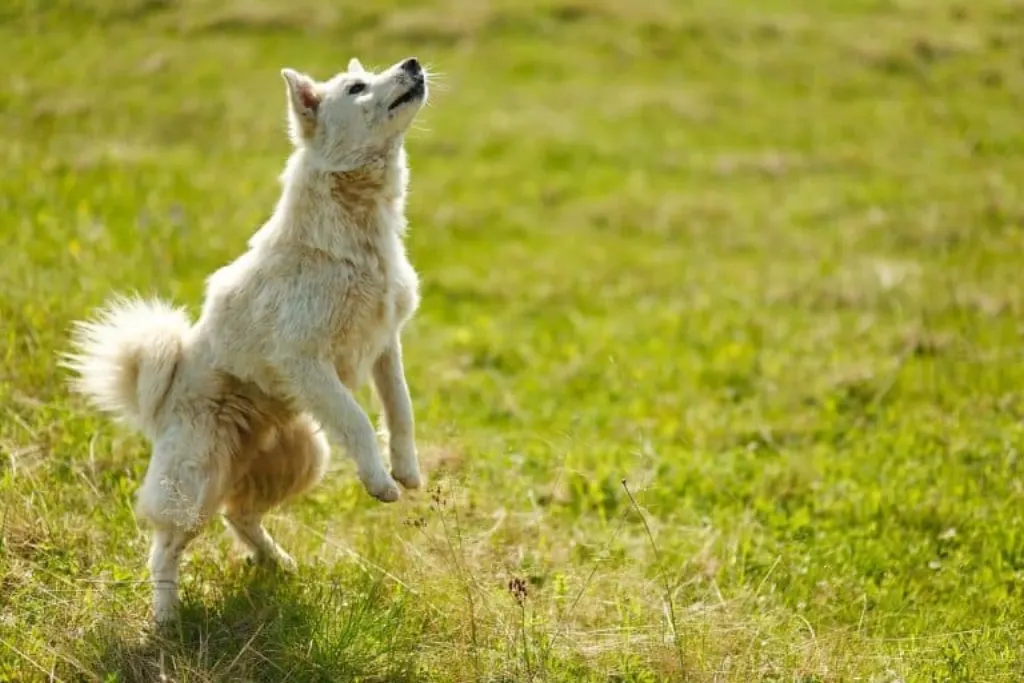 découvrez tout l'univers des chiens : conseils de soins, éducation, nutrition et comportements, pour partager des moments inoubliables avec votre compagnon à quatre pattes.
