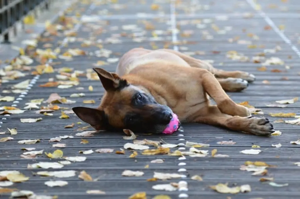 découvrez le malinois, un chien intelligent et énergique, reconnu pour ses compétences exceptionnelles en matière de travail et d'agilité. apprenez tout sur son caractère, ses besoins d'exercice, et comment en prendre soin pour en faire un compagnon idéal.