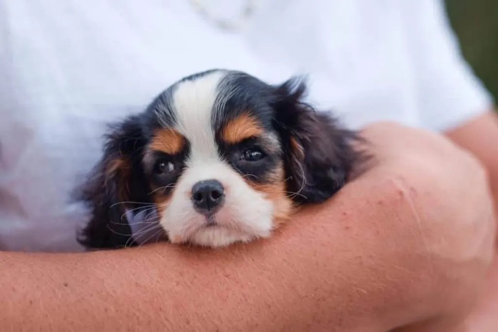 découvrez l'univers des chiots : conseils d'éducation, soins, jeux et tout ce qu'il faut savoir pour accueillir votre nouveau compagnon à quatre pattes. offrez-lui le meilleur dès son arrivée dans votre famille !