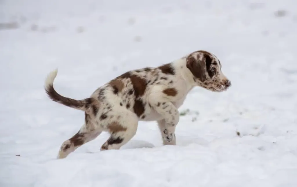 découvrez tout ce que vous devez savoir sur les chiots : conseils d'élevage, nutrition, éducation et soins pour offrir à votre nouveau compagnon à quatre pattes le meilleur départ dans la vie.