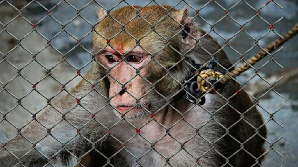 découvrez les enjeux de la cruauté envers les animaux, ses conséquences dévastatrices et les actions que nous pouvons entreprendre pour protéger nos compagnons à quatre pattes. rejoignez le combat pour un monde sans souffrance animale.