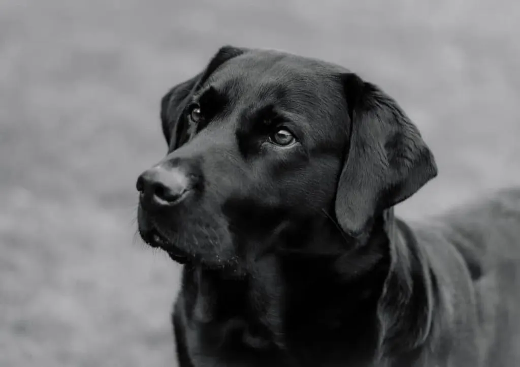 découvrez l'importance des chiens d'assistance, ces compagnons dévoués qui offrent soutien et autonomie aux personnes en situation de handicap. apprenez comment ces animaux exceptionnels peuvent transformer des vies en apportant aide et réconfort au quotidien.