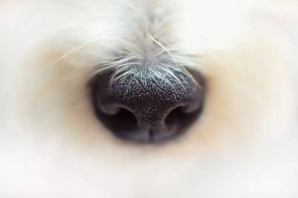 découvrez tout sur les chiens : conseils d'éducation, soins, alimentation et les meilleures races pour votre famille. explorez l'univers canin et trouvez le compagnon idéal.
