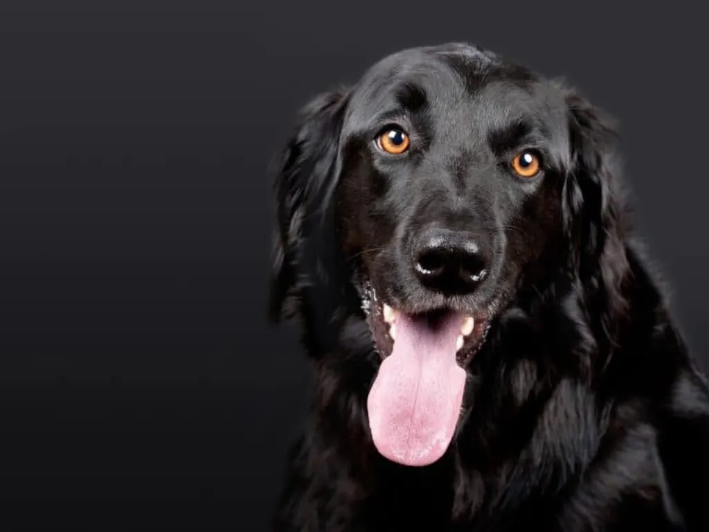 découvrez tout sur les chiens : conseils de dressage, nutrition, soins et astuces pour renforcer le lien unique que vous partagez avec votre compagnon à quatre pattes.