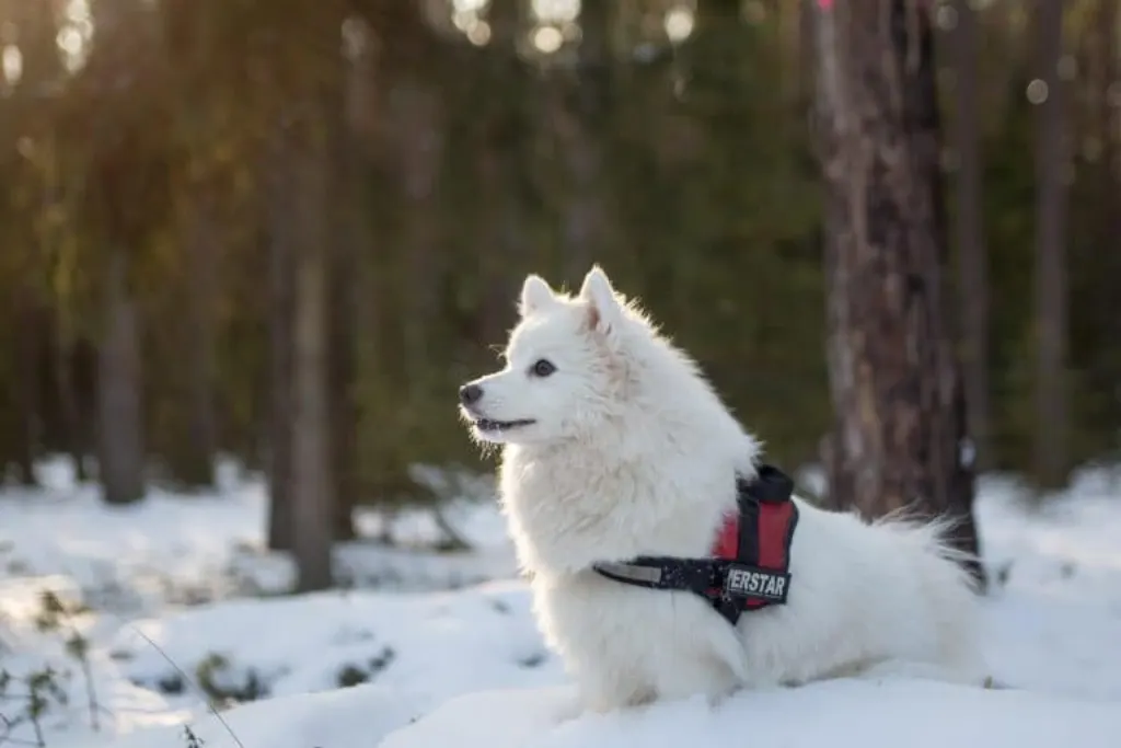 découvrez tout sur les chiens, vos compagnons fidèles ! apprenez leurs besoins, soins, comportements et bien plus encore pour assurer leur bonheur et santé.