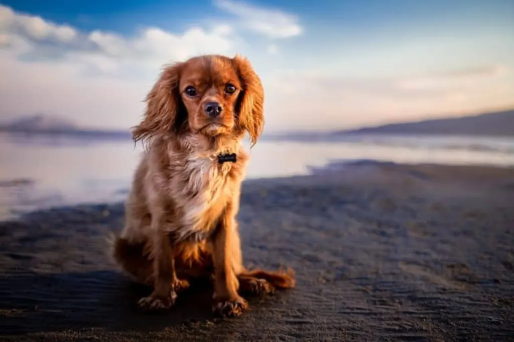 découvrez tout sur les chiens : conseils d'élevage, soins, alimentation, comportement et dressage. transformez votre compagnon à quatre pattes en un membre heureux et en bonne santé de votre famille.