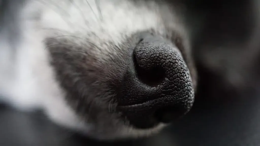 découvrez les causes et solutions pour l'agressivité canine. apprenez à comprendre le comportement de votre chien et comment instaurer une relation harmonieuse. conseils pratiques pour gérer les situations d'agression et améliorer le bien-être de votre compagnon à quatre pattes.