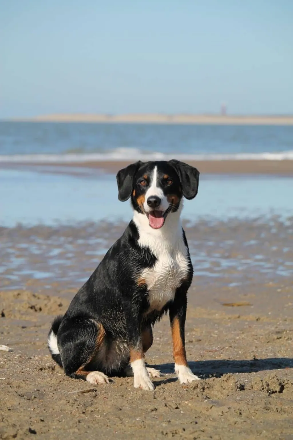découvrez les causes, les effets et les mesures de prévention liées aux attaques de chiens. informez-vous sur la manière de protéger vos proches et comment réagir en cas d'incident.
