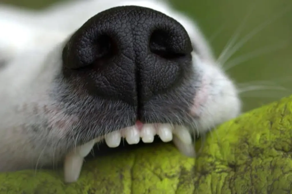 découvrez tout ce que vous devez savoir sur les morsures de chien : causes, prévention, premiers secours et conseils pour gérer une situation de morsure. protégez-vous et votre entourage avec des informations essentielles.