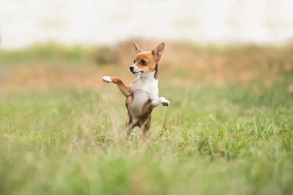 découvrez les mystères entourant le vol de chiens, un phénomène de plus en plus préoccupant. explorez les raisons derrière ces enlèvements et apprenez comment protéger vos compagnons à quatre pattes contre cette menace.