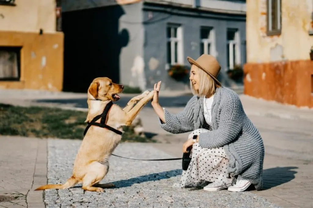 découvrez des conseils essentiels et des ressources pour les propriétaires de chiens. apprenez à mieux comprendre le comportement de votre compagnon à quatre pattes, à choisir la meilleure alimentation, et à garantir son bien-être au quotidien.