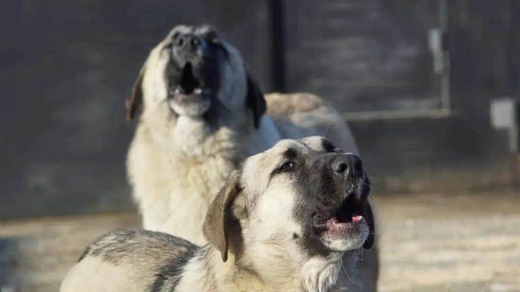 découvrez l'histoire touchante des chiens errants, ces compagnons souvent oubliés qui luttent pour leur survie dans les rues du monde entier. apprenez comment vous pouvez contribuer à leur bien-être et les aider à trouver un foyer aimant.
