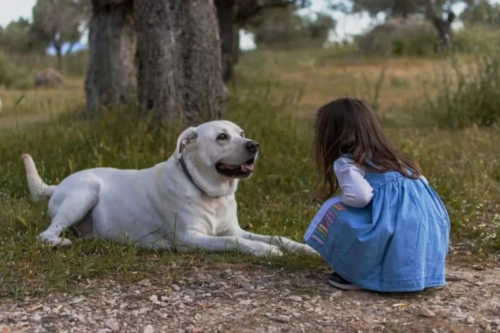 découvrez l'univers palpitant des chiens aventuriers ! explorez leur esprit intrépide et leur passion pour l'aventure à travers des histoires captivantes, des conseils utiles et des activités à partager avec votre compagnon à quatre pattes.