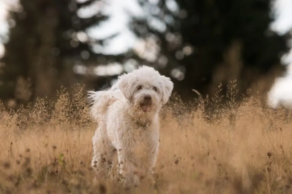 découvrez tout ce qu'il faut savoir sur les chiens : leurs races, leur comportement, leurs besoins en santé et comment en prendre soin. apprenez à mieux comprendre votre compagnon à quatre pattes.