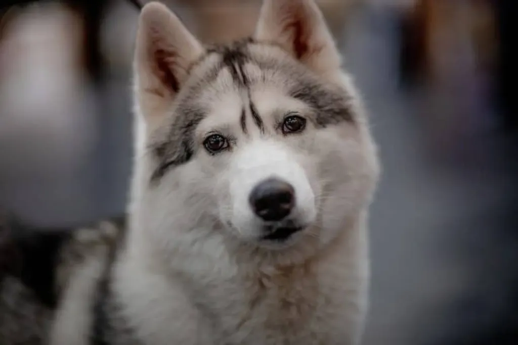 découvrez tout sur les chiens : conseils, soins, races, et comportements. apprenez à mieux comprendre votre compagnon à quatre pattes et offrez-lui le bonheur qu'il mérite.