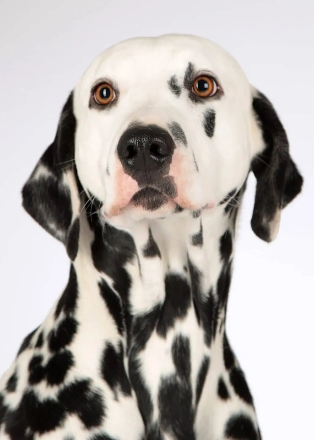 découvrez l'univers fascinant des chiens : des conseils sur l'éducation, la santé, les races et le bien-être de votre fidèle compagnon. réveillez l'amoureux des animaux qui sommeille en vous !
