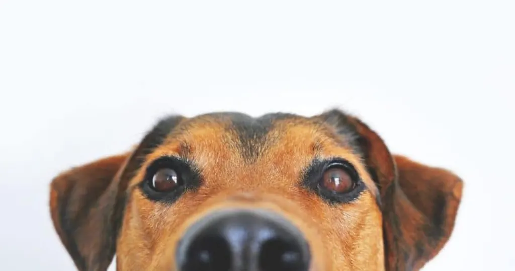 découvrez tout sur les chiens : conseils d'élevage, soins, éducation, et les meilleures races pour votre style de vie. trouvez des informations pratiques et utiles pour le bien-être de votre compagnon à quatre pattes.